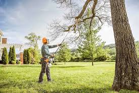 Best Tree Maintenance Programs  in Cranston, RI